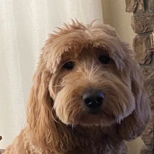 Meet your Posher, Selena